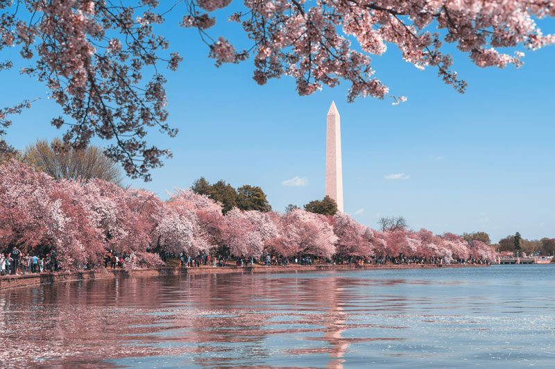 The Washington Monument rises above blooming cherry blossom trees along the Tidal Basin on a clear spring day in Washington, D.C.