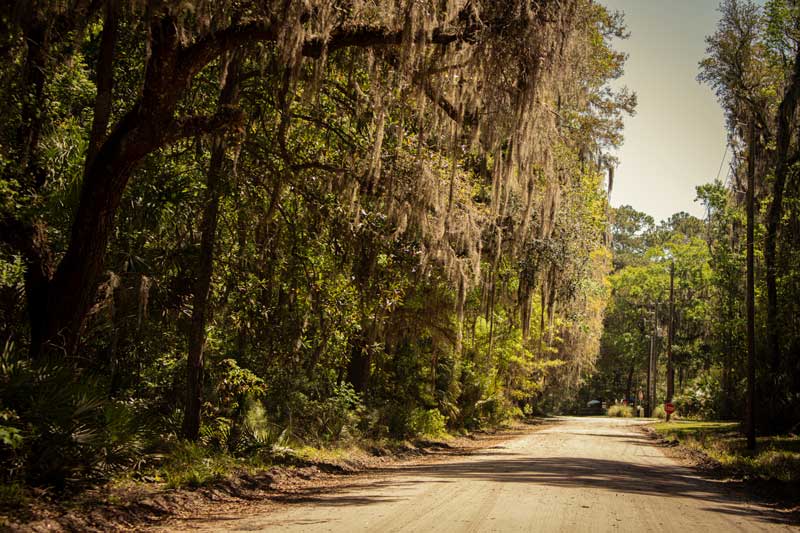 Tree-lined dirt road on Daufuskie Island shaded by large oak trees draped with Spanish moss.