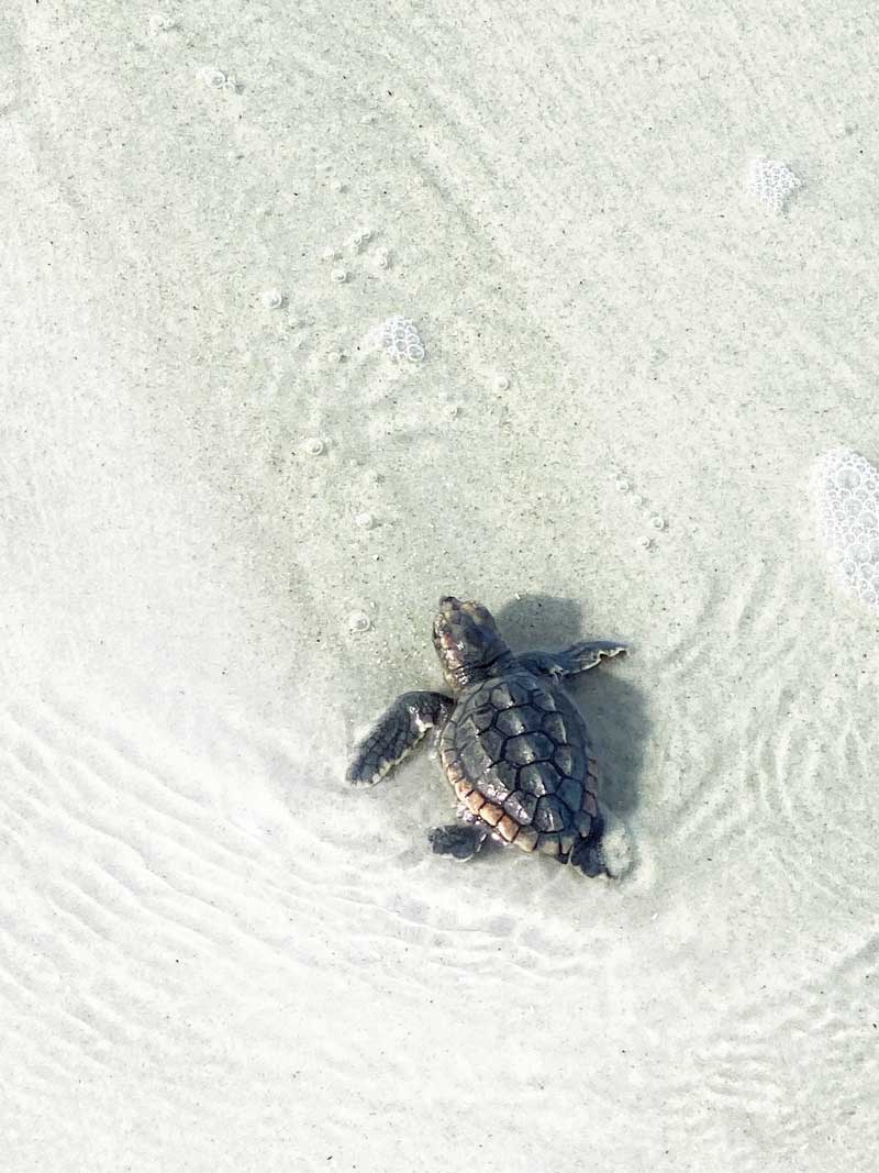 Baby sea turtle making its way through shallow water across a sandy beach.