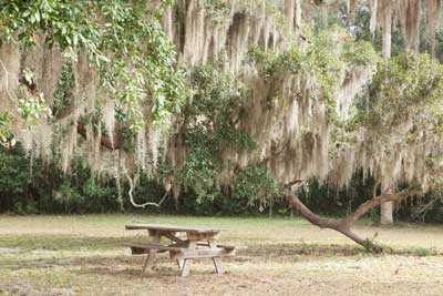 Picnic table beneath live oak trees draped with Spanish moss in a peaceful park setting.
