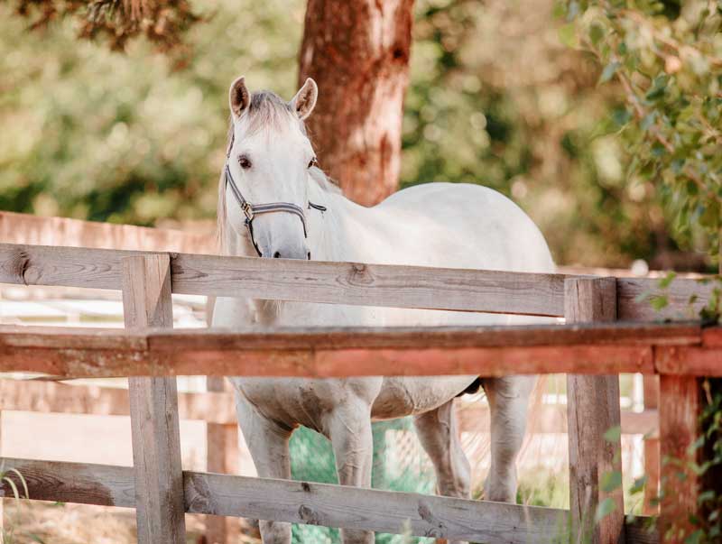 White horse in wooden fence