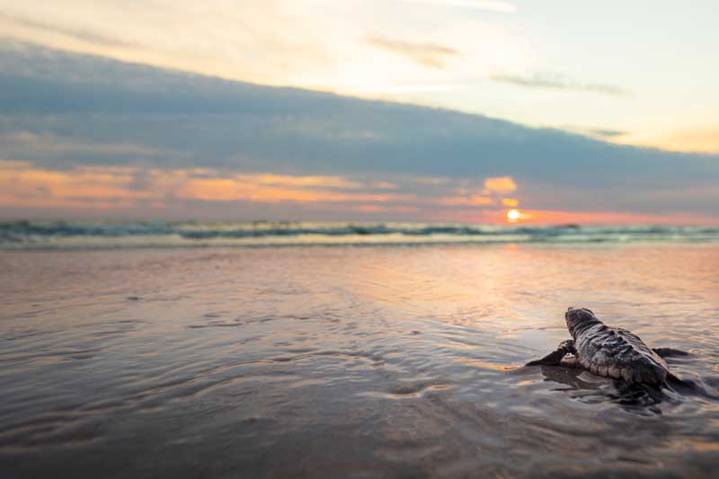 sea turtle heading towards the ocean during sunset