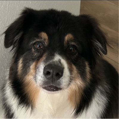 Black, white, and tan fluffy dog looking toward the camera indoors.