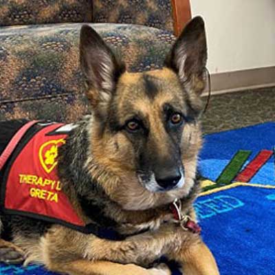 German Shepherd wearing a red therapy dog vest, resting on a colorful rug.