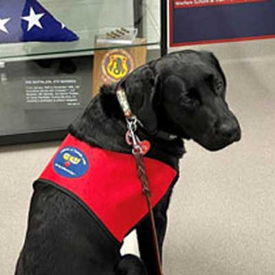 Black Labrador wearing a red service dog vest, sitting indoors