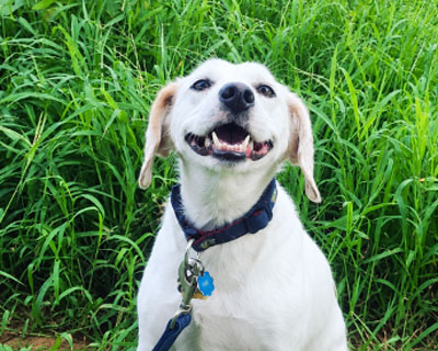 White dog with floppy ears and a happy expression, sitting in a green grassy area.