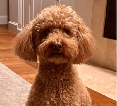 Apricot-colored curly-haired Goldendoodle sitting indoors