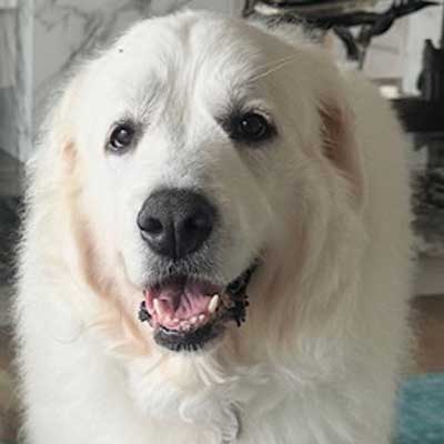 Large, fluffy white dog standing indoors with a relaxed expression.