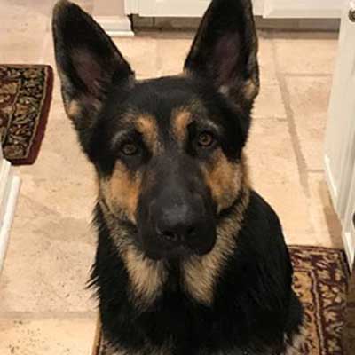 Black and tan German Shepherd sitting indoors and looking directly at the camera