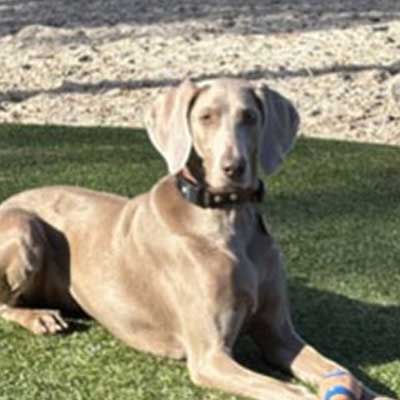 Gray Weimaraner lying on the grass outdoors in the sunlight.