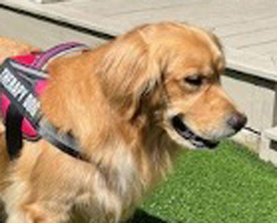 Golden retriever wearing a pink, black, and gray harness, standing outdoors beside a grassy area.